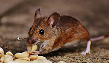Hotel and Hospitality Pest Control